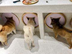 -柴务处·柴犬主题狗咖