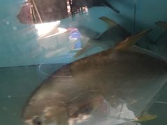 -浪琴湾尾角仔海鲜坊