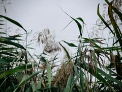 -西青郊野公园
