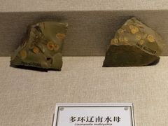 -辽宁古生物博物馆