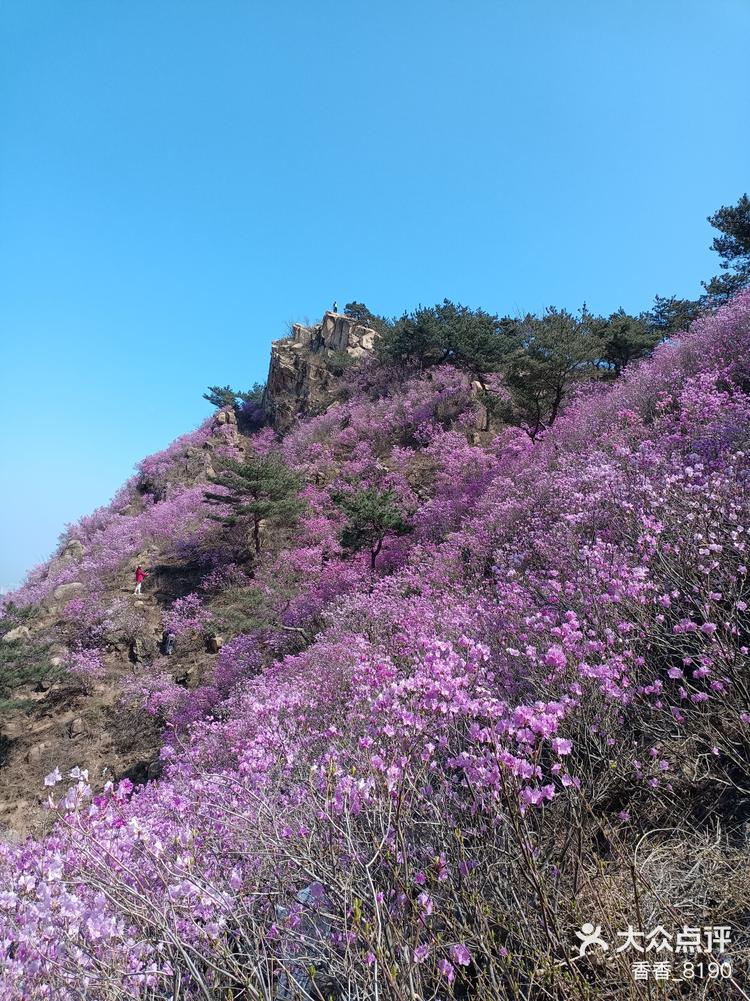 大珠山花期图片