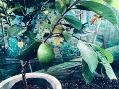 -上海大自然野生昆虫馆(东方明珠·爬宠昆虫探索中心)