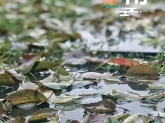 -索菲特西湖大酒店·香榭丽全日候餐厅(南山路店)