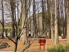 -上海共青森林公园