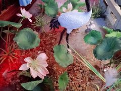 -韵秋荷(宝山龙湖天街店)