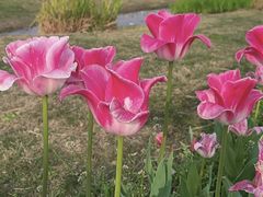 -径山花海