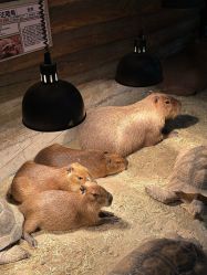 -Zoolung Zoolung动物主题公园(海信广场店)