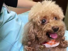 -艾贝尔宠物诊疗