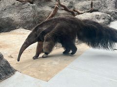 -武汉动物园