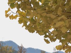 -千年银杏谷文化旅游区