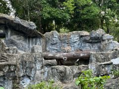 -清迈夜间动物园