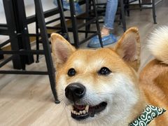 -柴迷FANS CLUB·柴犬狗咖·猫咖