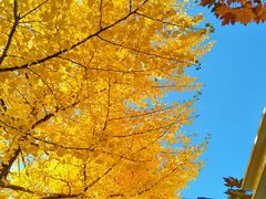 -长白岛森林公园