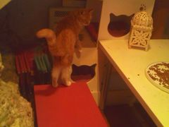 -Sirena海妖日咖夜酒