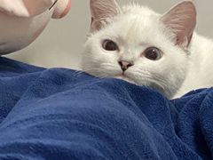 -lincat·猫舍(广州店)