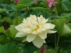 -荷塘月色湿地公园·向阳花洲