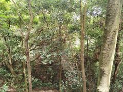 -阳台山森林公园