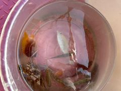 -小猫钓鱼海钓俱乐部(椰梦长廊店)