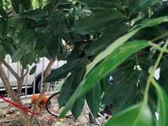 -Again Coffee Roaster(香蜜湖店)