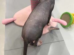 -糯米喵星人·撸猫猫舍咖啡馆(西市场嘉华店)