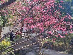 -秋霞圃