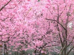 -樱花山风景区