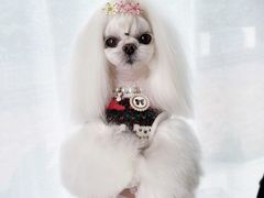 -鑫艺宠物美容培训学校