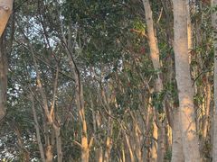 -昆山城市生态森林公园