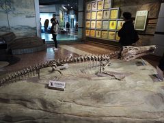 -自贡恐龙博物馆