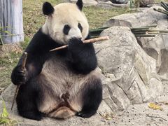 -武汉动物园