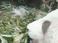 -成都大熊猫繁育研究基地