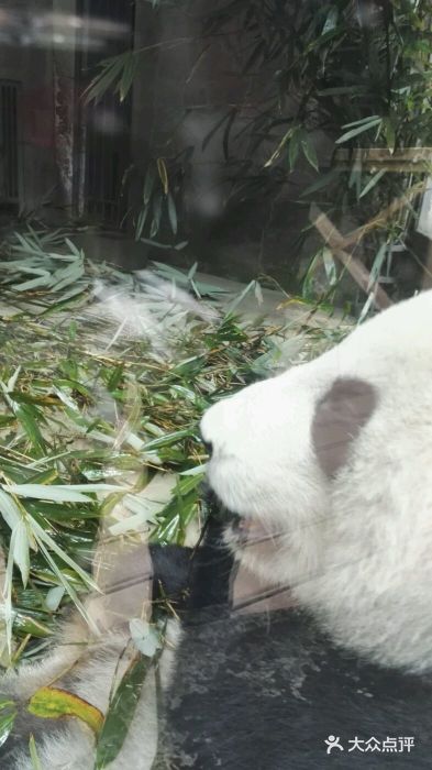 成都大熊猫繁育研究基地图片