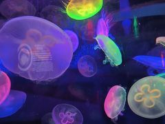 -太平洋海底世界