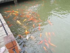 -白洋淀景区