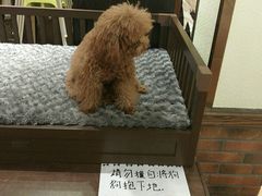 -more than meow吴止猫主题餐厅(承德 中船汇店)