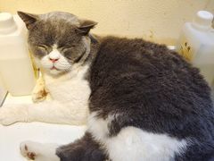-猫小院猫主题餐厅(南锣旗舰店)