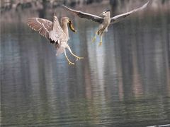 -重庆彩云湖湿地公园