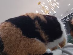 -安格丽娜·狗咖·猫咖羊驼咖(春熙路百盛商场店)