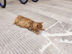 -上海新江南大酒店-中餐厅