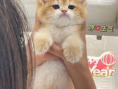 -lincat·猫舍(广州店)