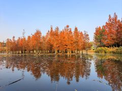 -白鹭湾湿地公园