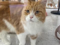 -喵园·猫主题咖啡厅·撸猫·猫咖(国贸店)