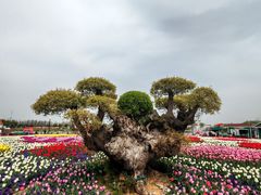 -荷兰花海