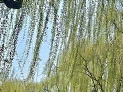 -柳浪闻莺公园
