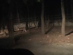 -清迈夜间动物园