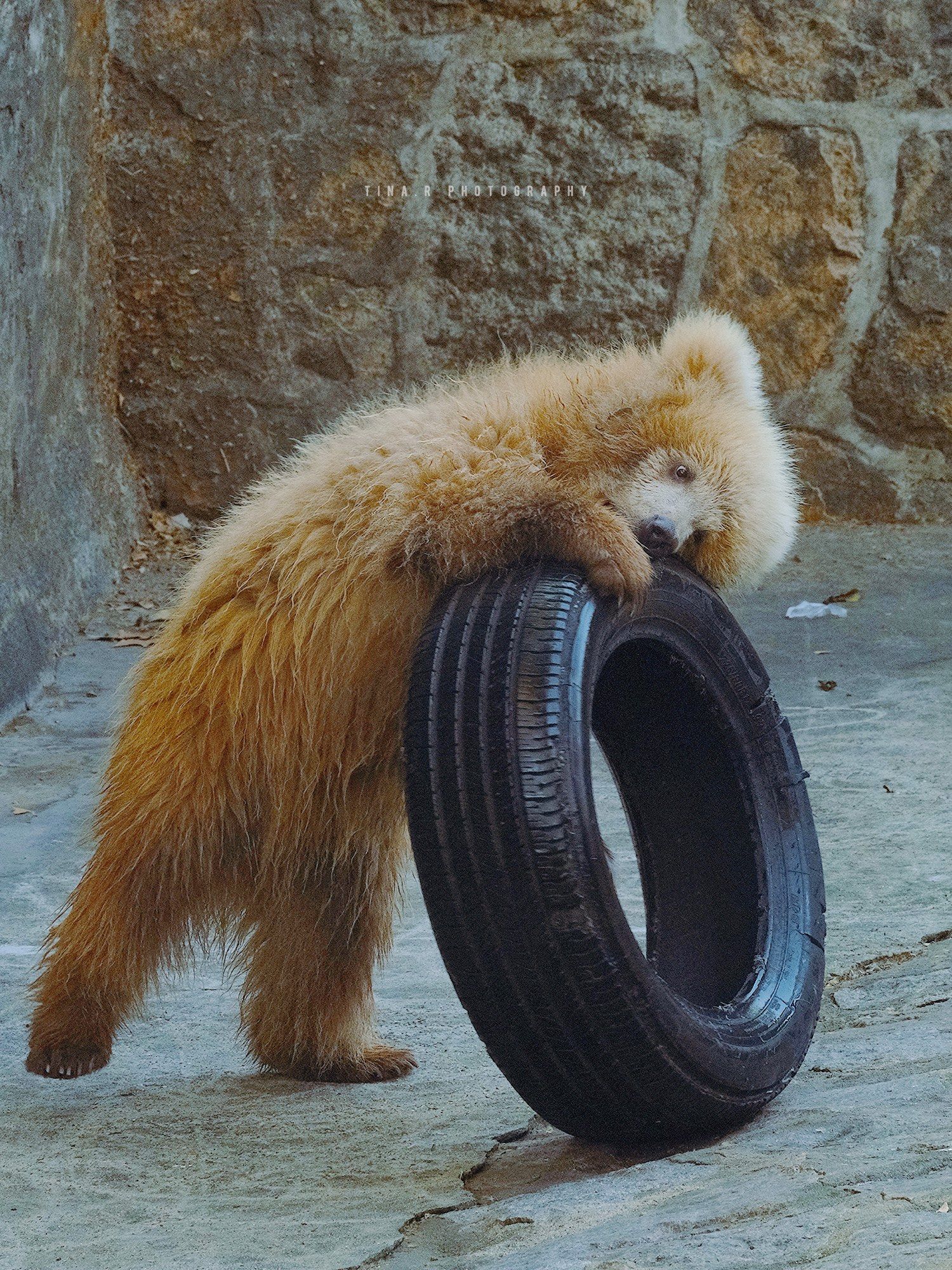 【上海动物园|网红潦草小熊】