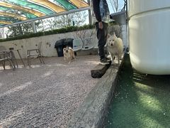 -爪吧宠物乐园 (温榆河示范区店)