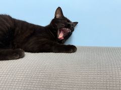 -佑安动物医院·全科·内窥镜中心(幸福巷店)