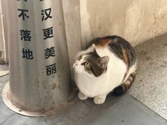 -武汉长春观