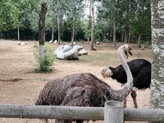 -大连森林动物园